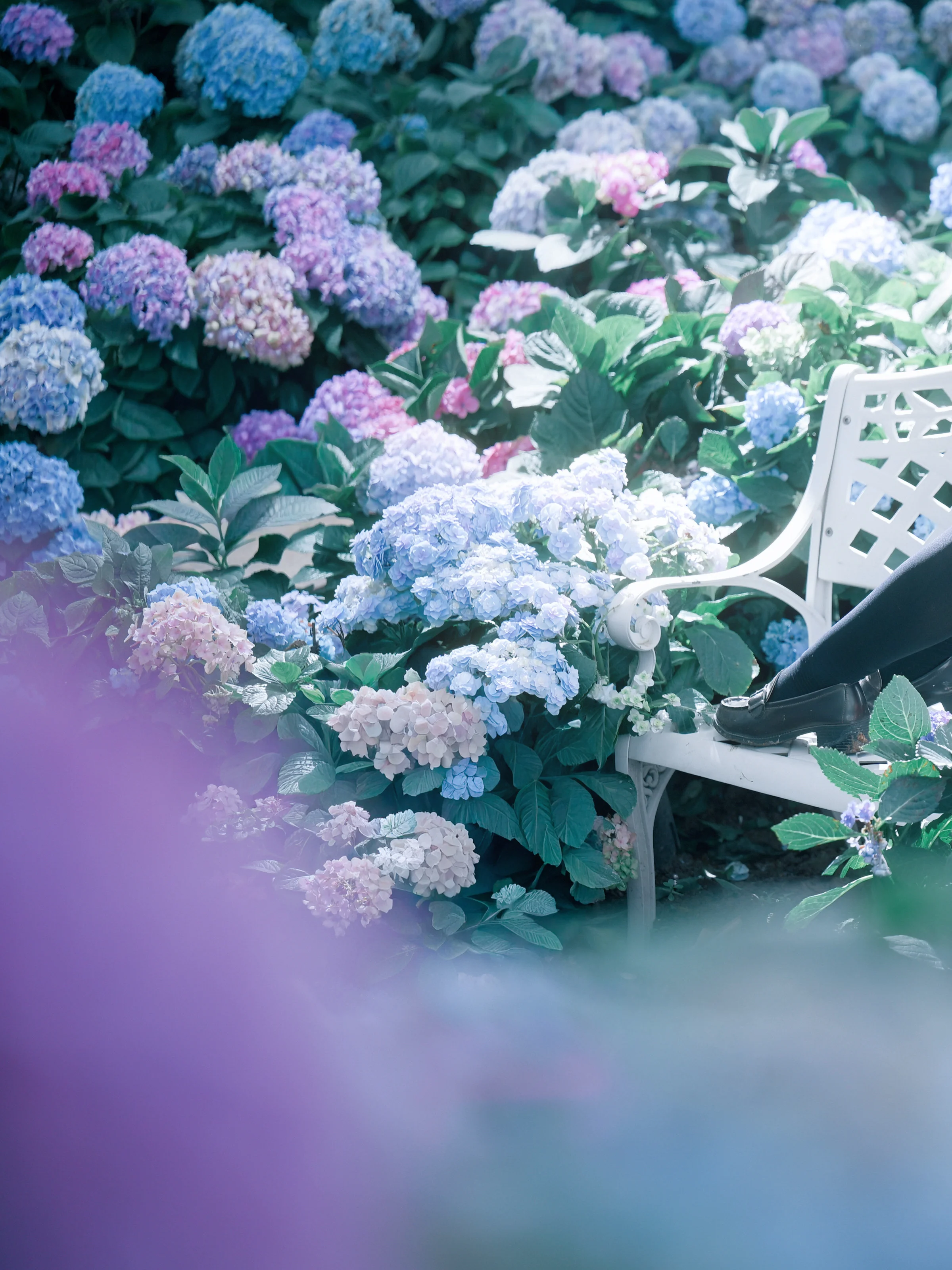 [Sankarea: Undying Love cosplay] Obsession and Pure White Amidst Hydrangeas - Image 4