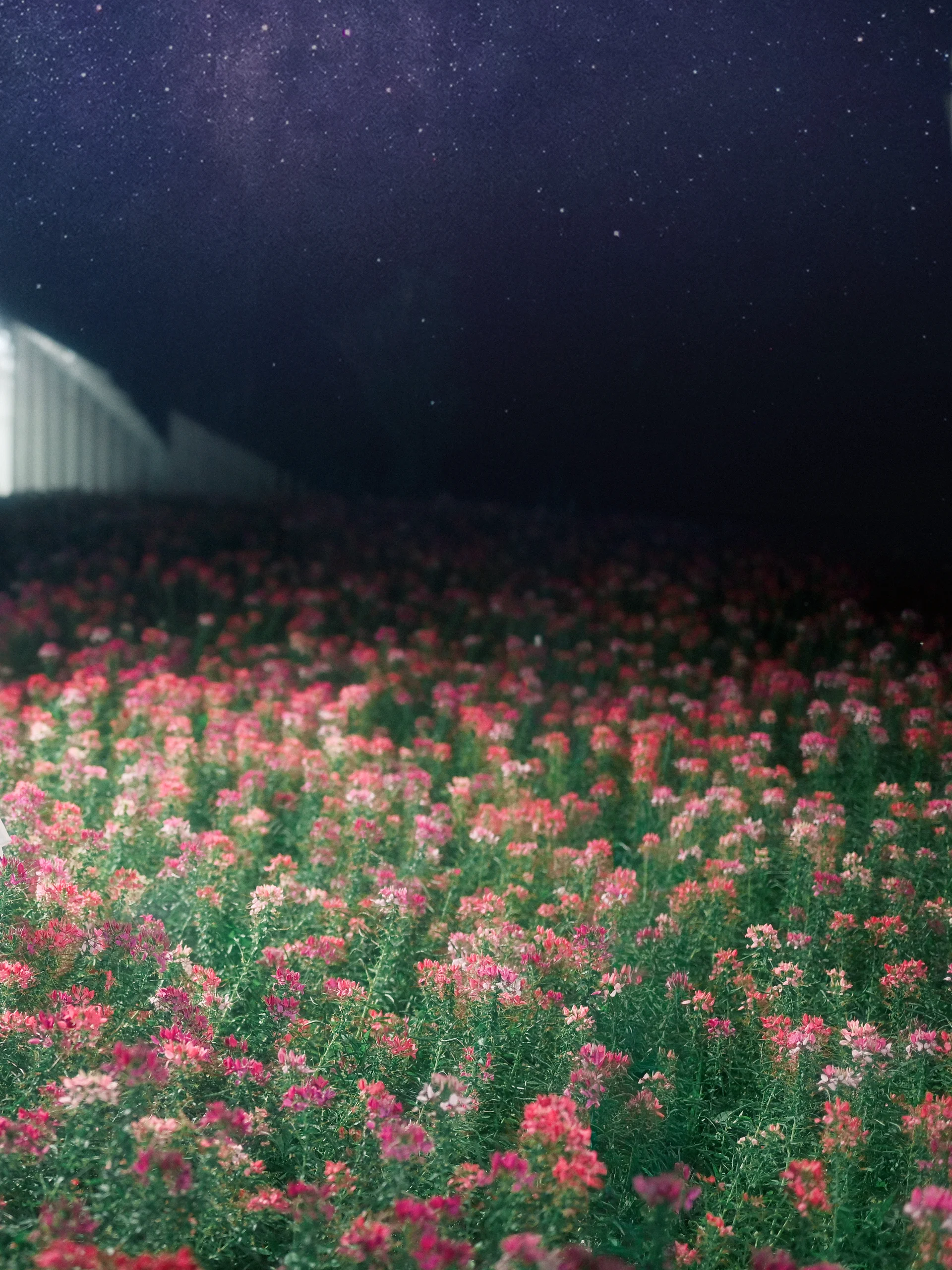 【五更琉璃cos】黑猫的发光教堂与花海夜景 - 第 4 张