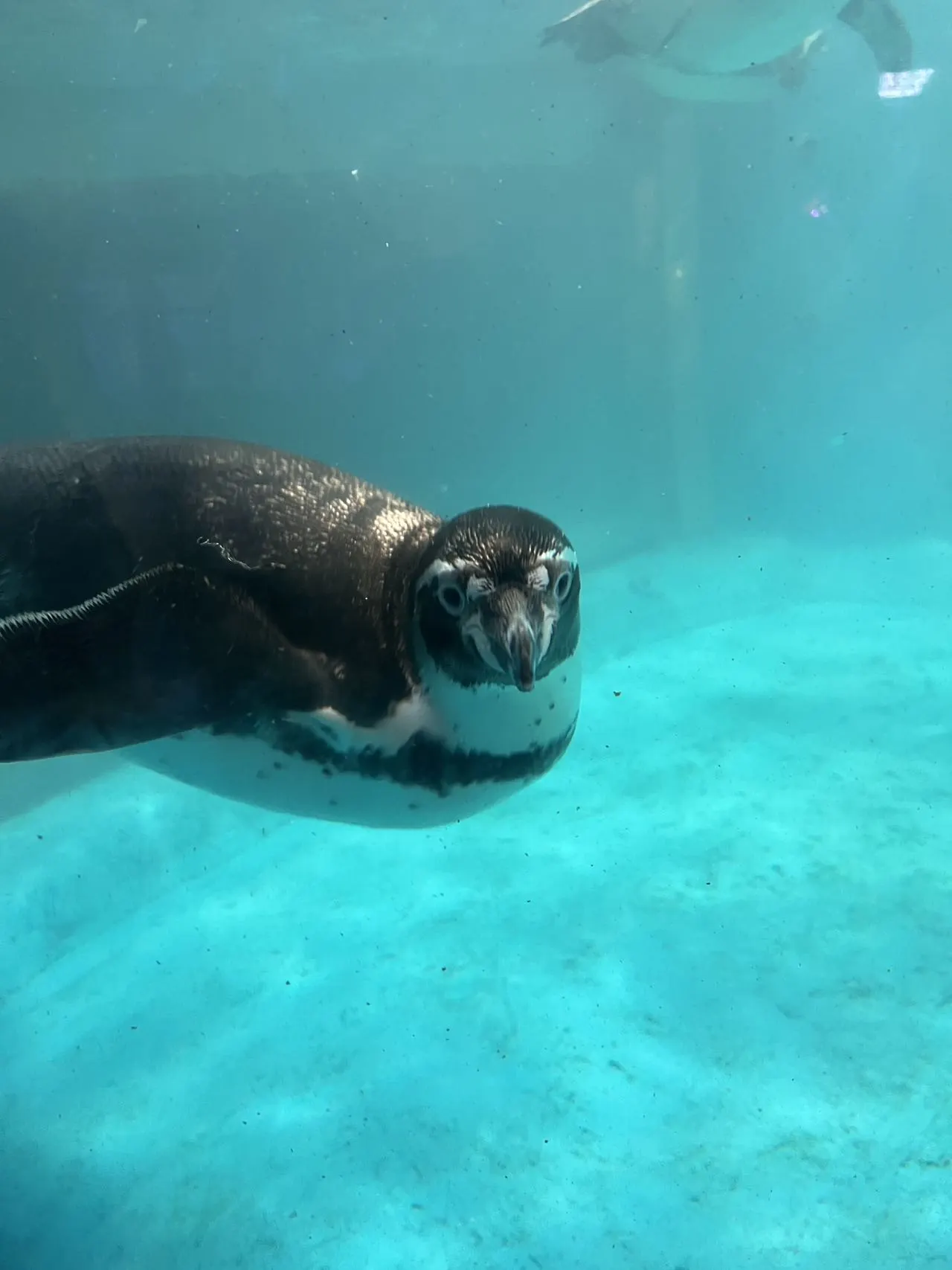 【スカーク コスプレ】青き夢幻へ潜入、水族館でエモい空気感を演出 - 10 枚目