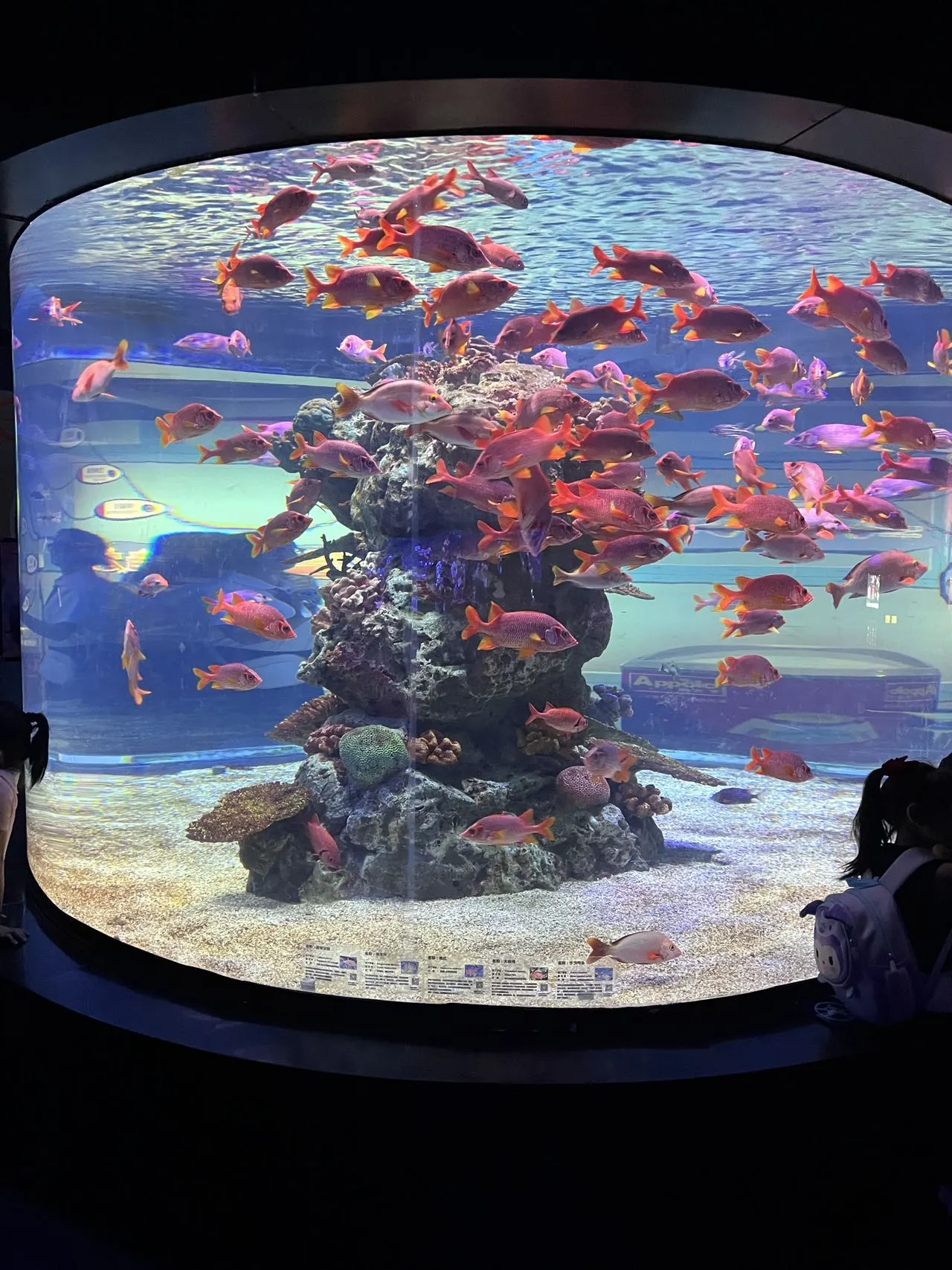 【スカーク コスプレ】青き夢幻へ潜入、水族館でエモい空気感を演出 - 12 枚目