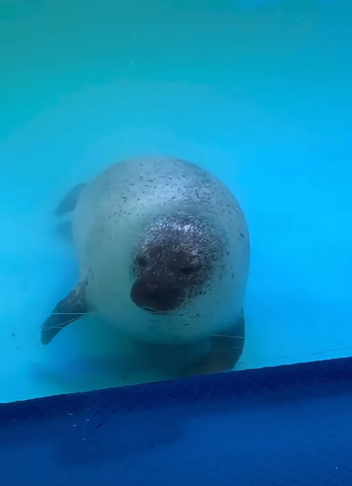 【スカーク コスプレ】青き夢幻へ潜入、水族館でエモい空気感を演出 - 18 枚目
