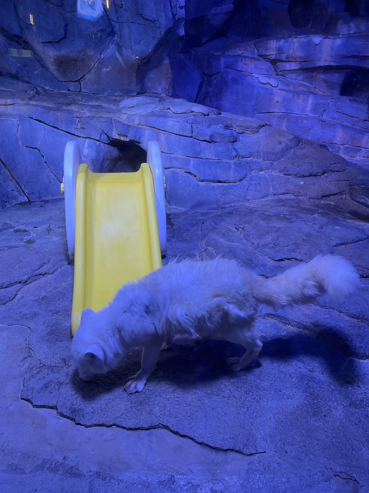 【スカーク コスプレ】青き夢幻へ潜入、水族館でエモい空気感を演出 - 8 枚目