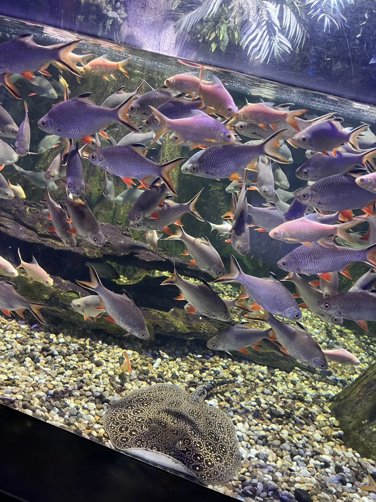【スカーク コスプレ】青き夢幻へ潜入、水族館でエモい空気感を演出 - 9 枚目