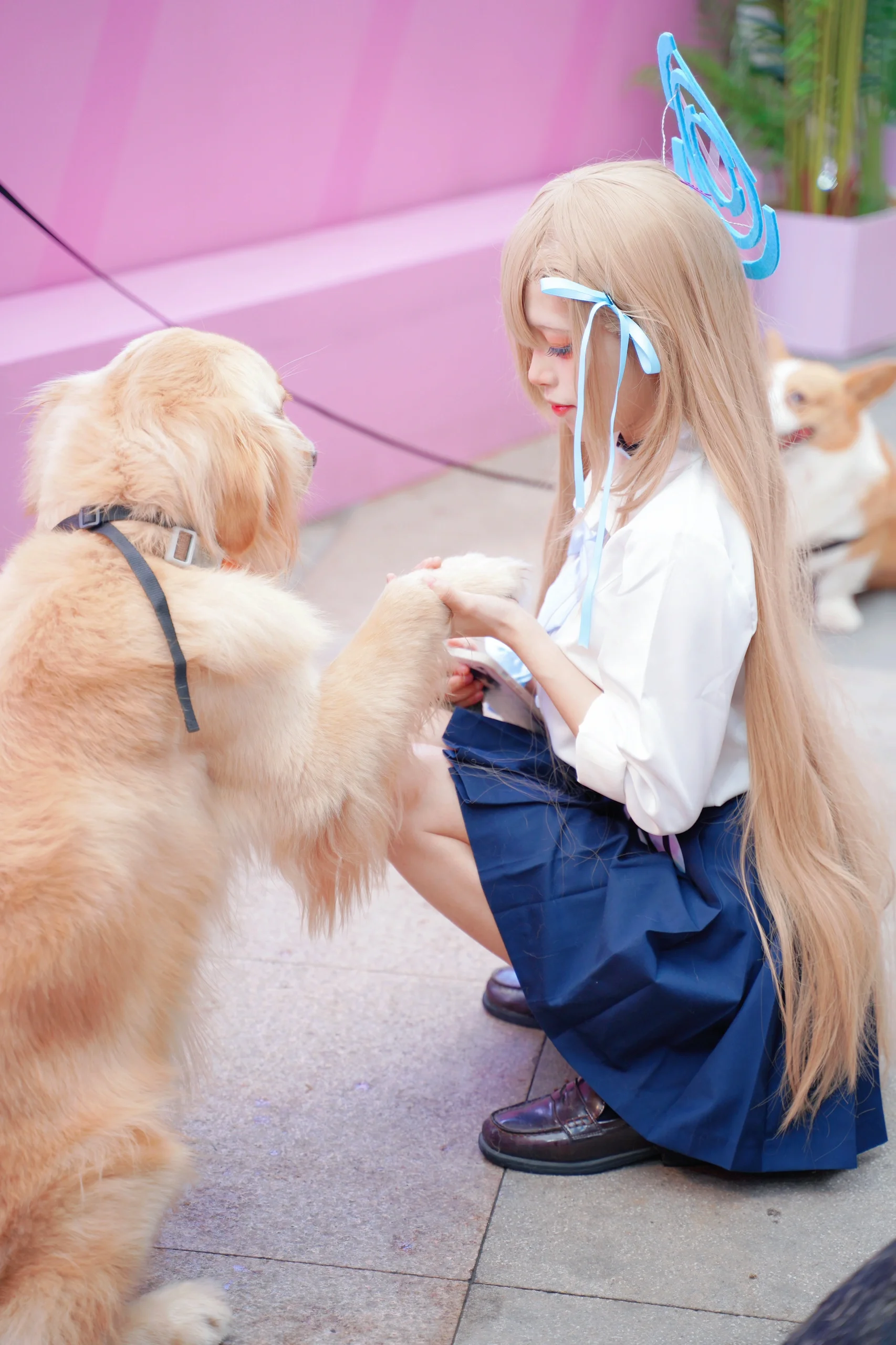 【明日奈cos】在漫展和金毛犬的治愈互动