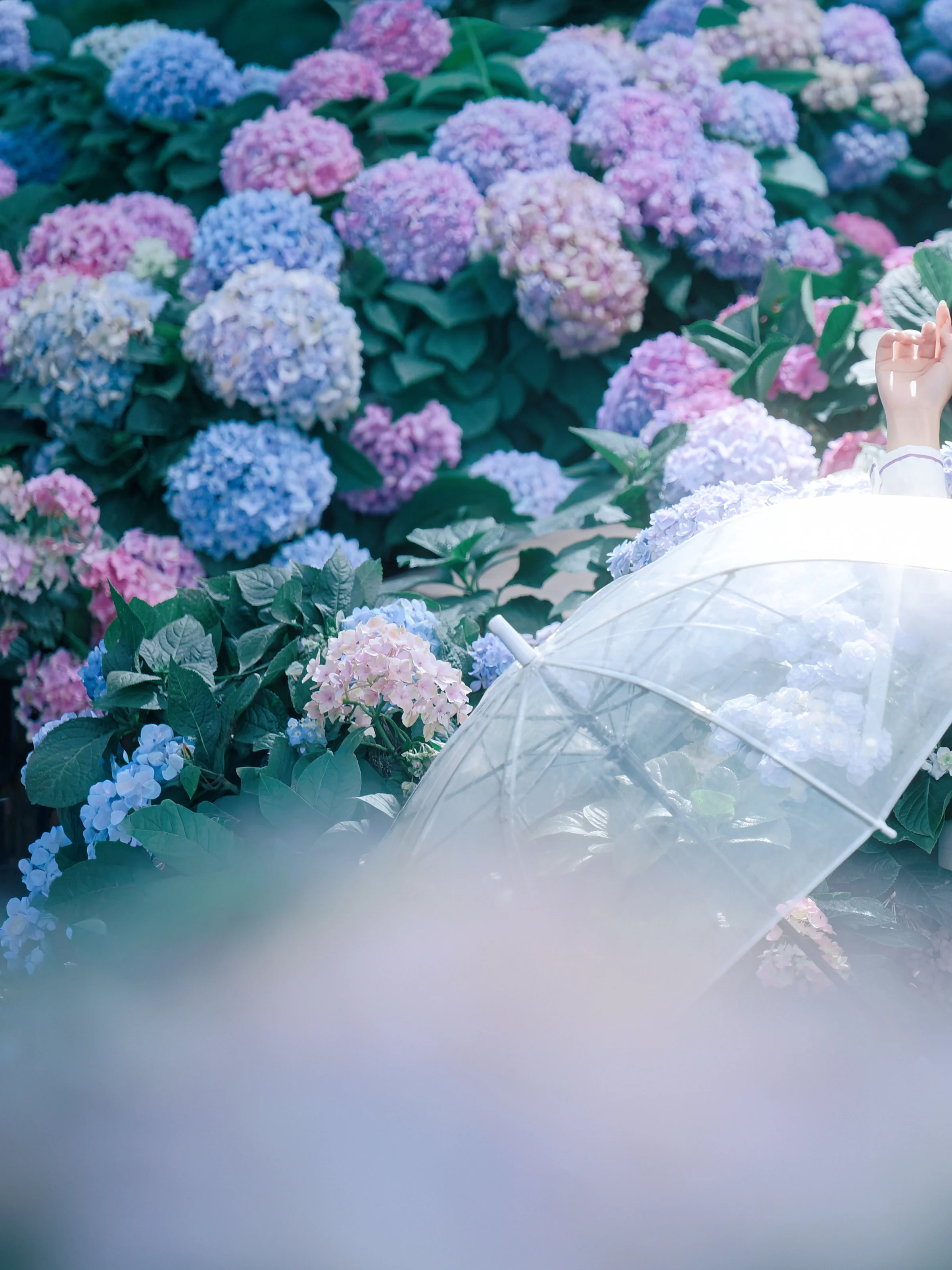 【さんかれあ コスプレ】無限に咲くエンドレスサマーの紫陽花の海で、アジサイのような少女に出会う - 3 枚目