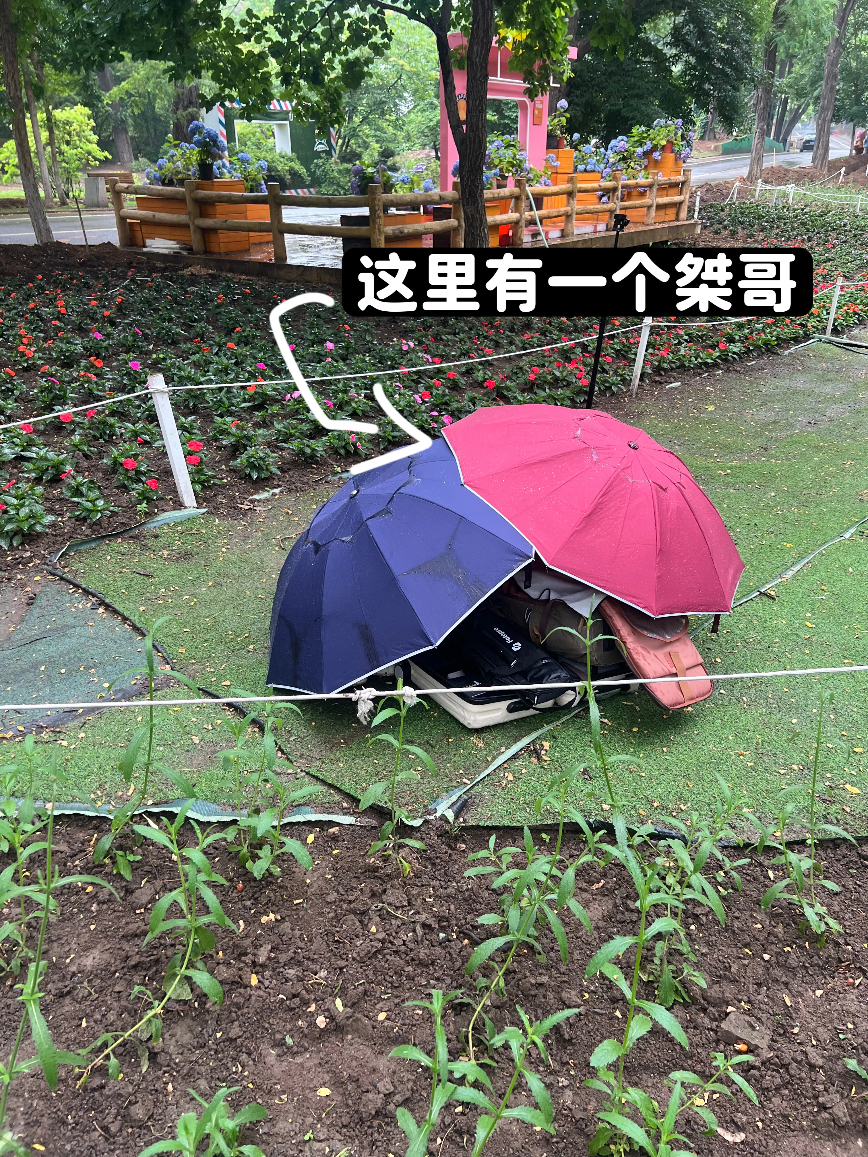 【散华礼弥cos】沈阳绣球花海里的雨中漫步 - 第 10 张