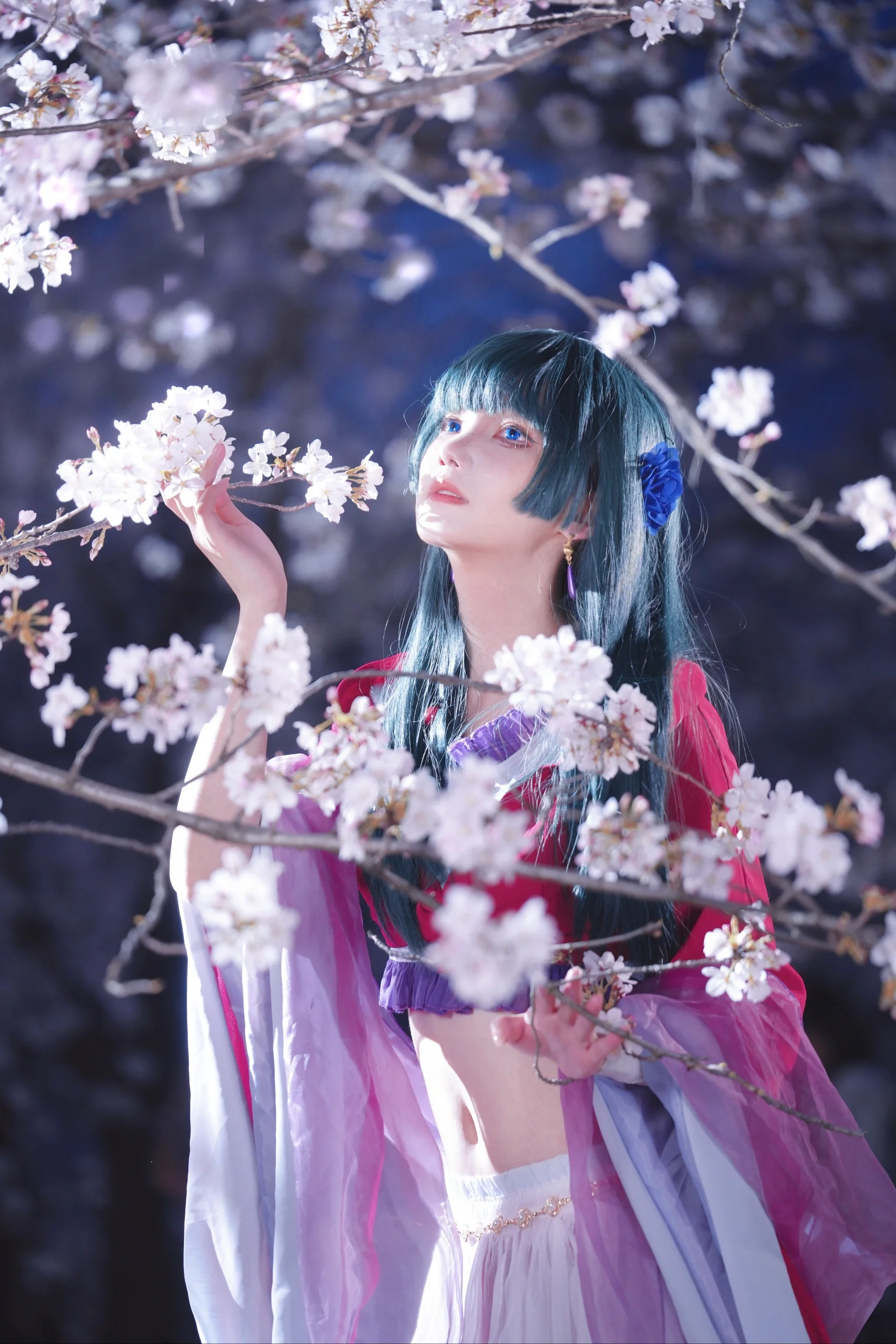 【猫猫cos】药屋少女的呢喃，夜樱下的月下舞裙 - 第 1 张