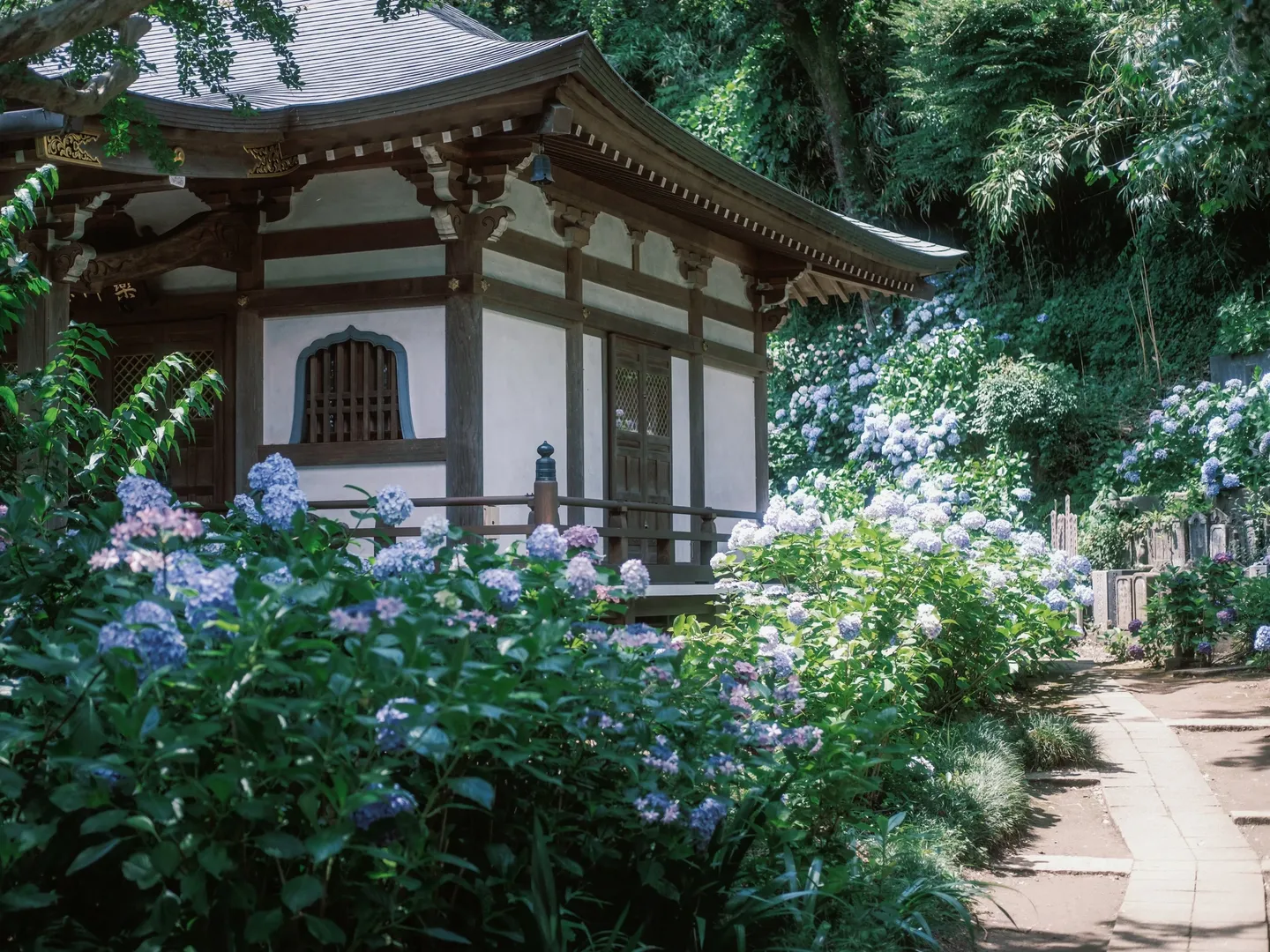 【东风谷早苗cos】平成18年的绣球花海，定格在妙乐寺的初夏时光 - 第 2 张