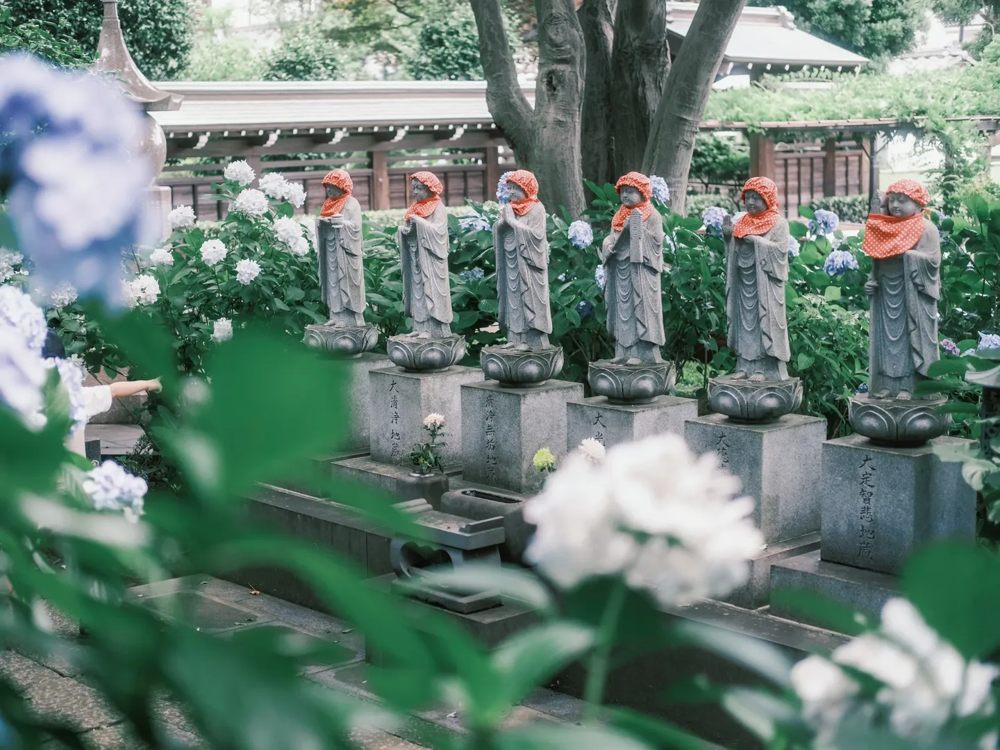 【东风谷早苗cos】平成18年的绣球花海，定格在妙乐寺的初夏时光 - 第 4 张