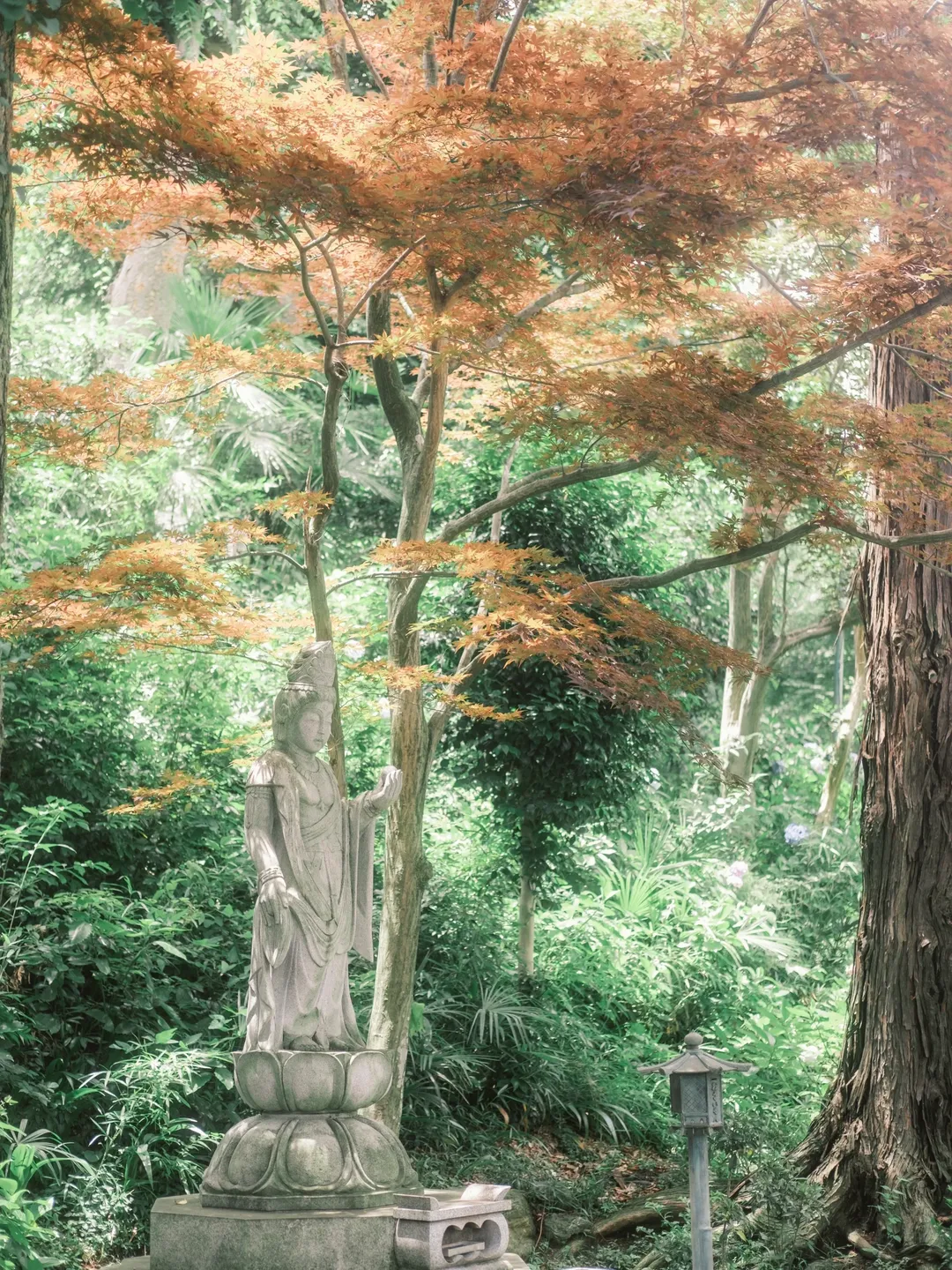 【东风谷早苗cos】平成18年的绣球花海，定格在妙乐寺的初夏时光 - 第 6 张