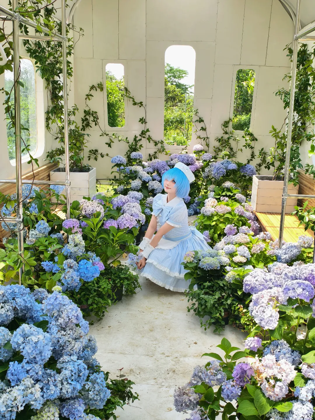 【蕾姆cos】从零开始的异世界生活绣球花温室拍摄花絮 - 第 3 张
