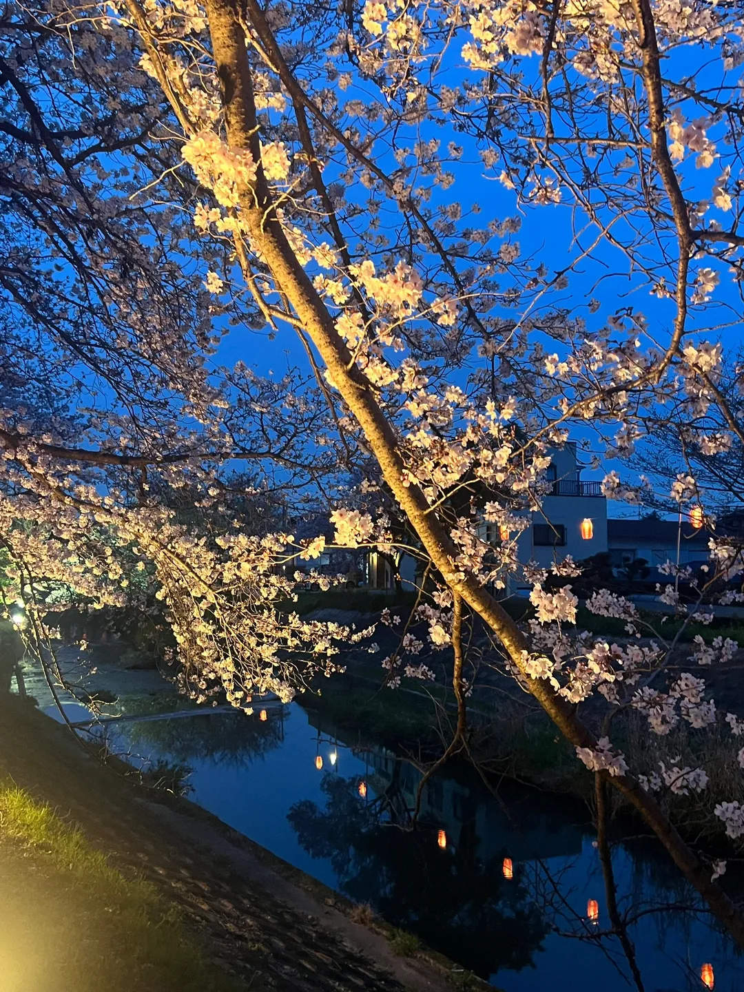 【明日香cos】夜樱中的和服与红发，是专属二次元的赏花时刻 - 第 4 张