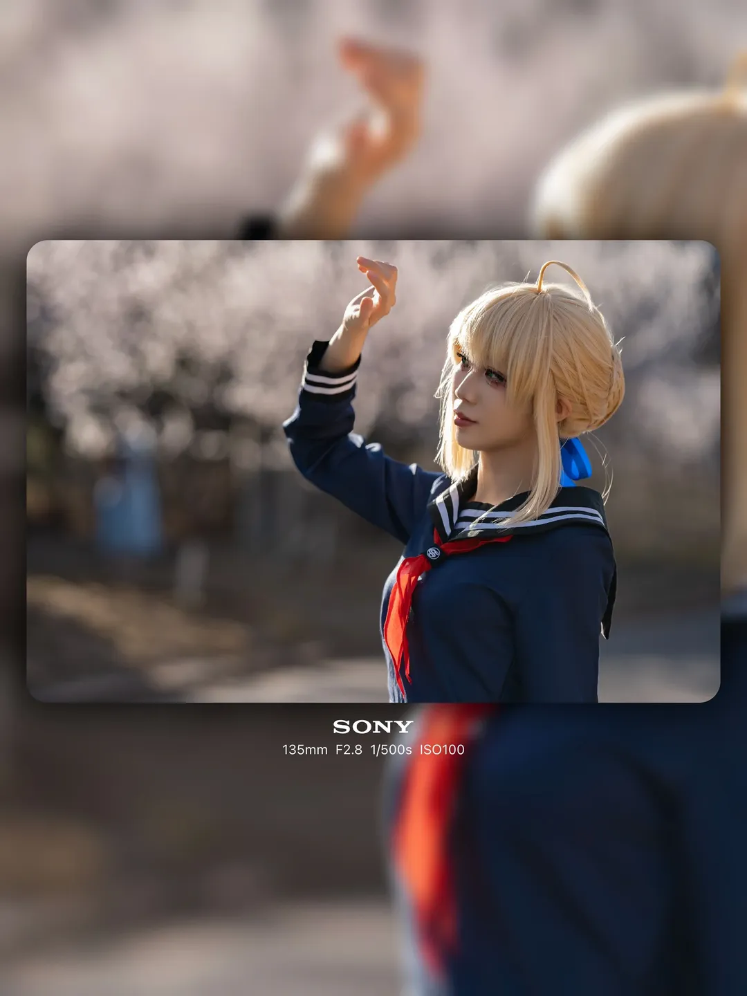 【Saber cos】卫宫家今天吃什么，春天就要配上水手服和樱花 - 第 1 张