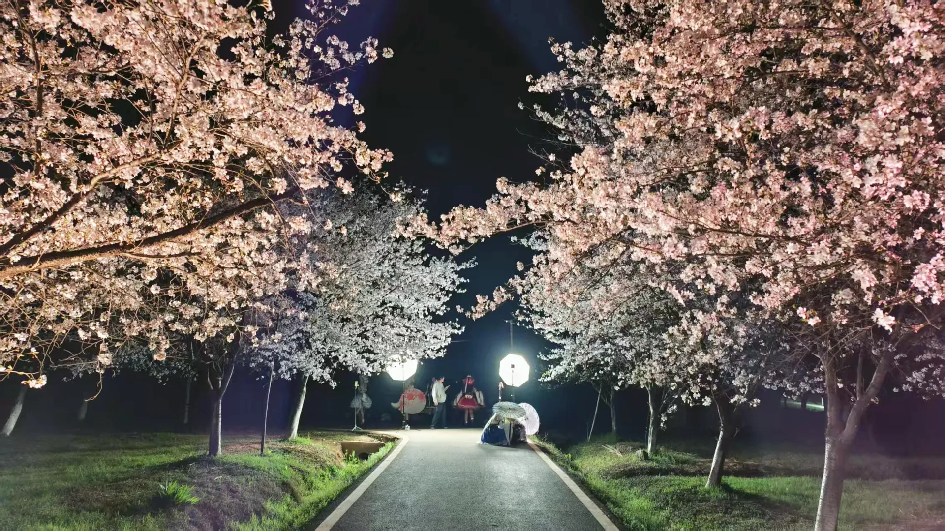 【东方project团建】十年之约的夜樱包场拍摄 - 第 3 张