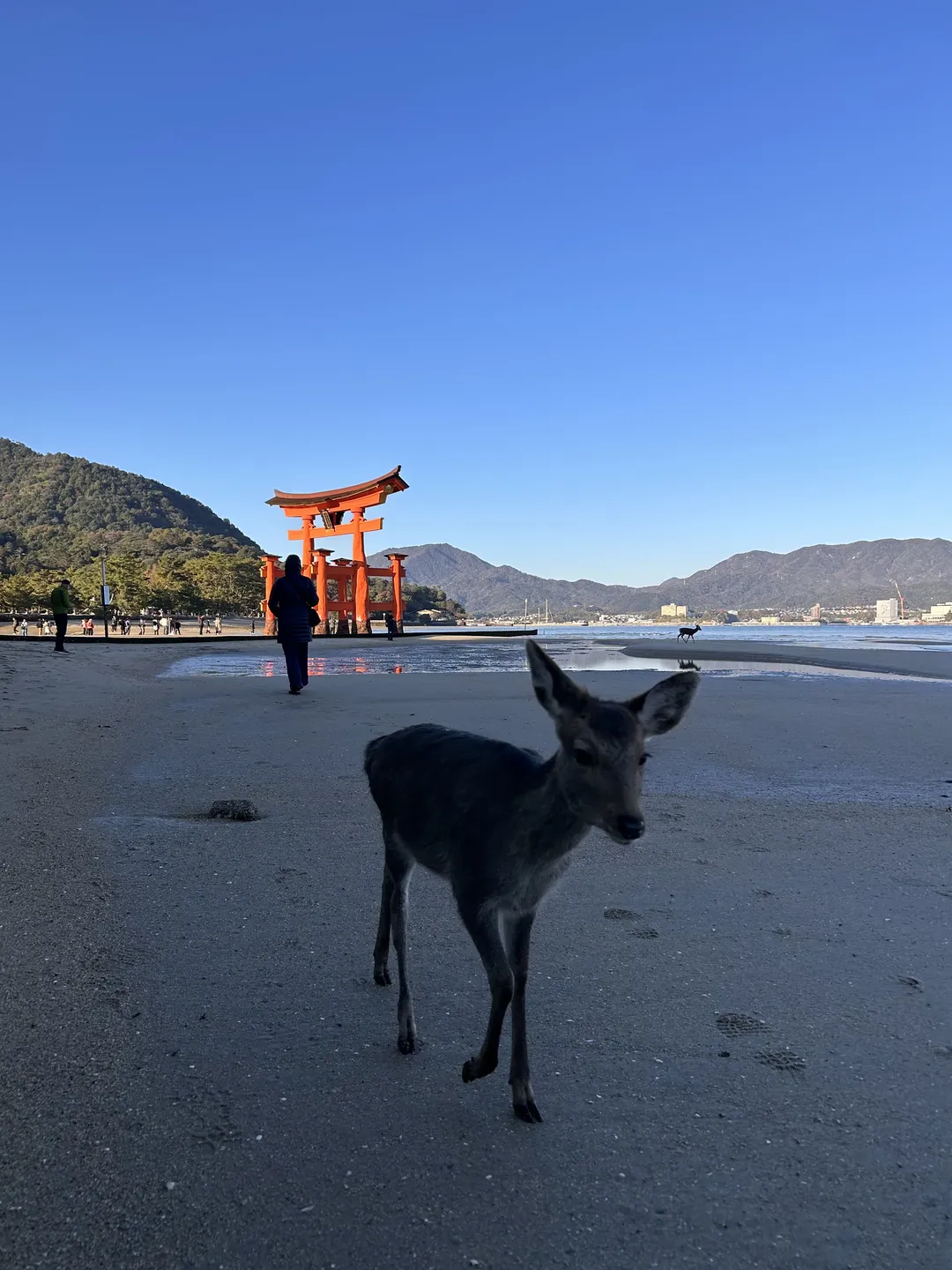 【物部布都cos】东方project 平安时期神社实景记录 - 第 7 张