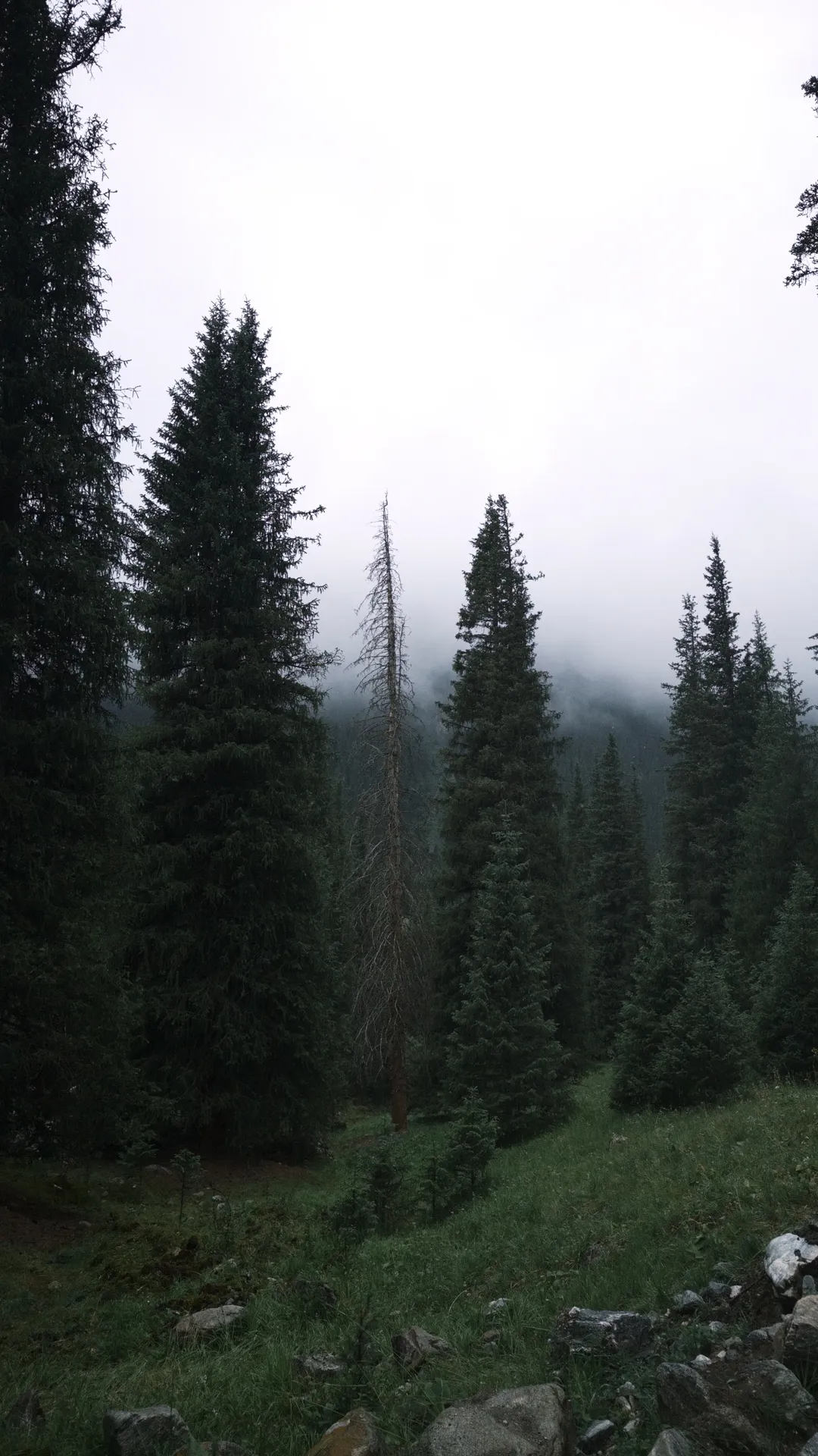 【荧cos】原神旅行者荧的雨天高山草甸记录 - 第 7 张