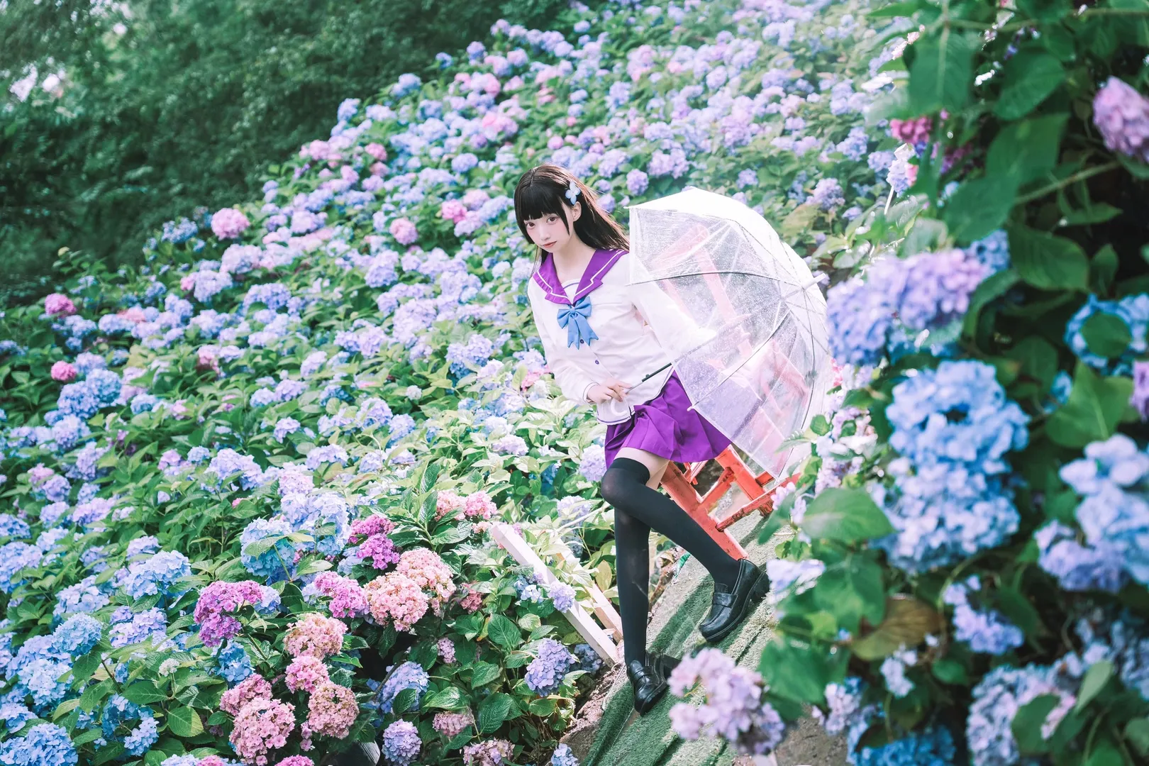 【散華禮彌cos】雨中繡球花田的紫色制服與透明傘 - 第 2 張