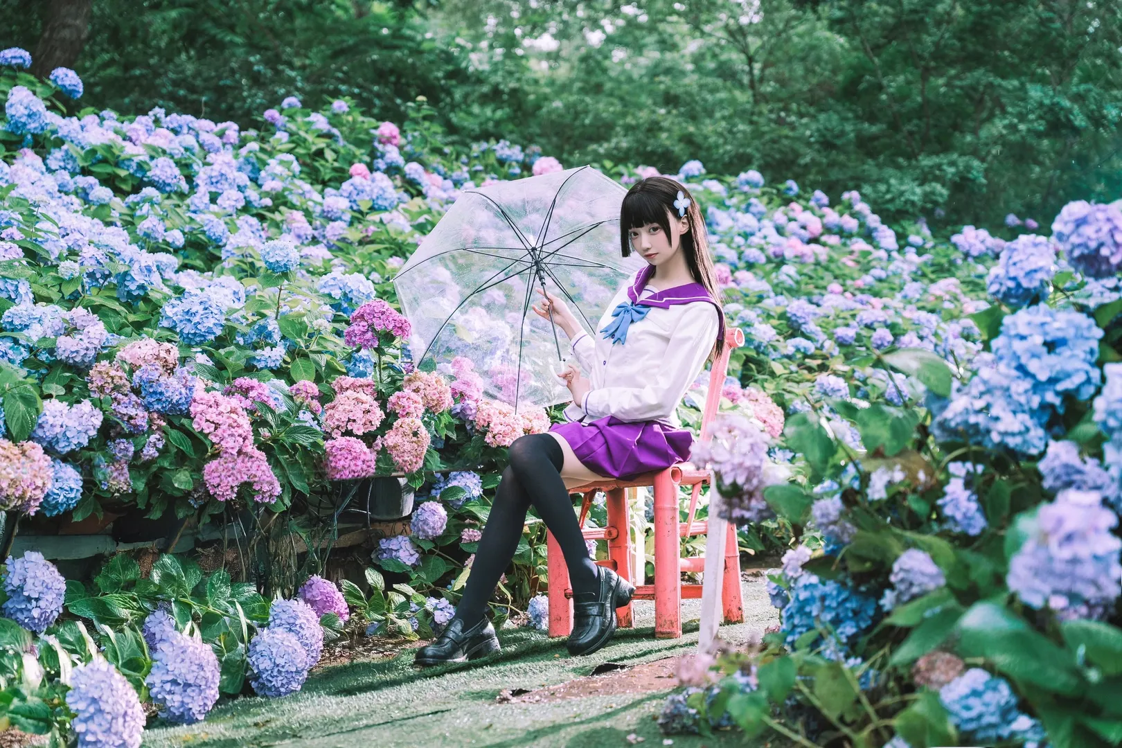 【散華禮彌cos】雨中繡球花田的紫色制服與透明傘 - 第 3 張