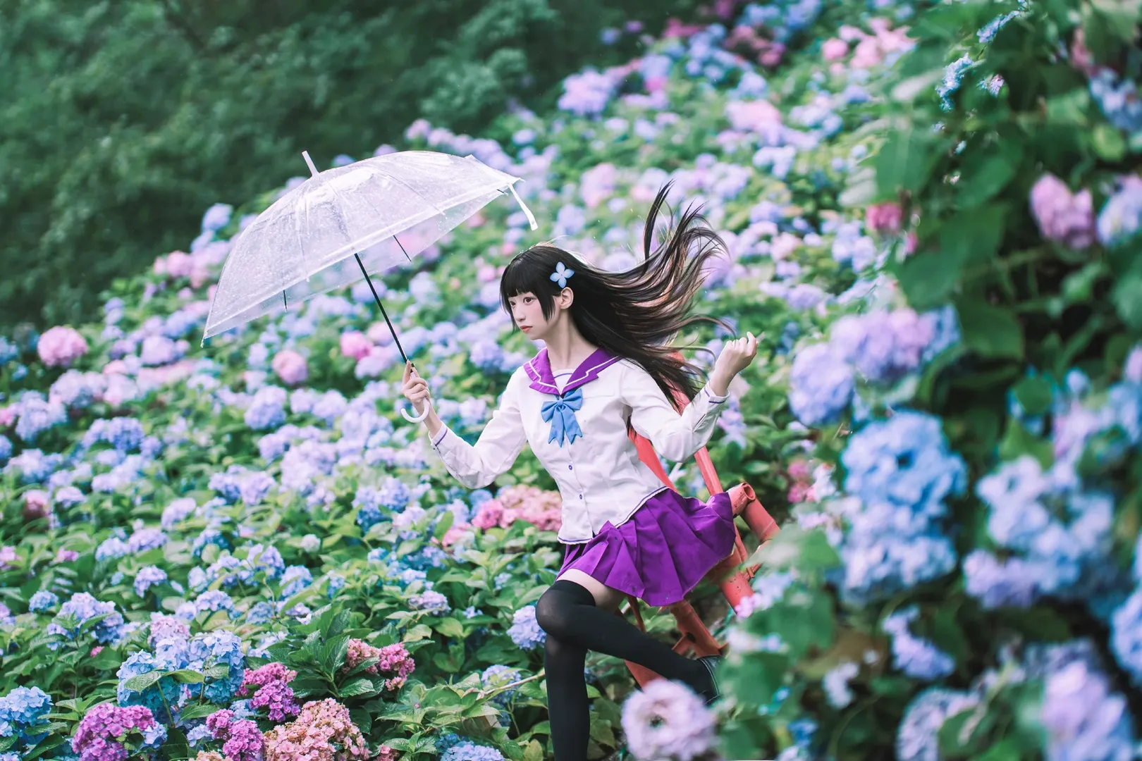 【散華禮彌cos】雨中繡球花田的紫色制服與透明傘 - 第 4 張