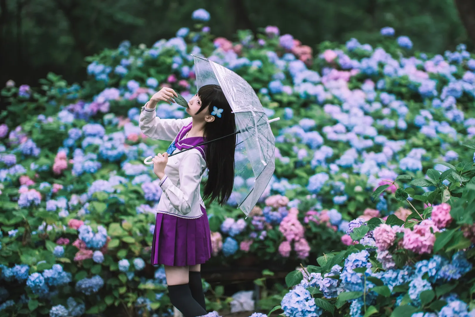 【散華禮彌cos】雨中繡球花田的紫色制服與透明傘 - 第 6 張