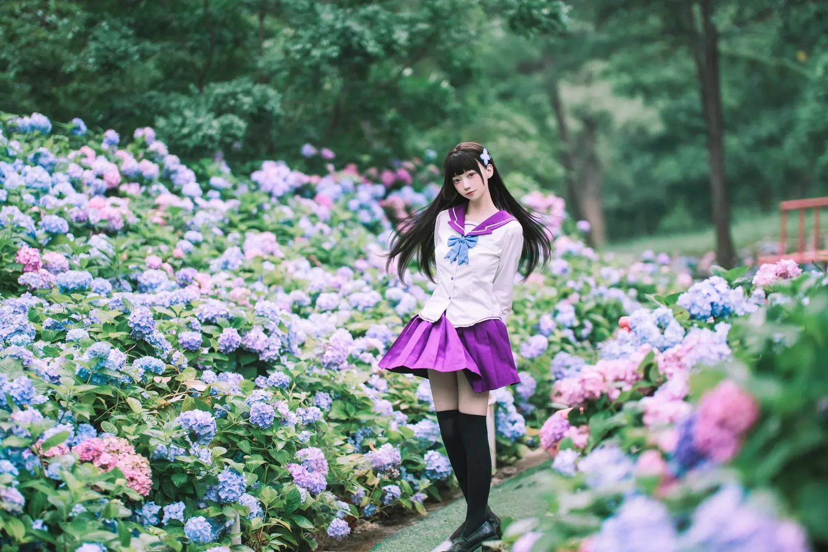 【散華禮彌cos】雨中繡球花田的紫色制服與透明傘 - 第 8 張